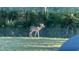 A single deer standing peacefully in a lush, green backyard setting at 2995 Ragis Rd, Edgewater, FL 32132