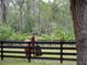 A brown and white horse stands next to the black wooden fence on the property at 1715 Fern Park Dr, Port Orange, FL 32128