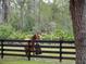 A beautiful horse stands gracefully by a dark fence, adding rustic charm to the serene countryside setting at 1715 Fern Park Dr, Port Orange, FL 32128