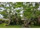 Lush backyard with a variety of plants, mature trees, and well-kept landscaping, providing a serene and private outdoor space at 2409 Victory Palm Dr, Edgewater, FL 32141