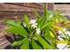 Close-up of a Plumeria plant with white flowers, showcasing the lush landscaping around the property at 725 Ingham Rd, New Smyrna Beach, FL 32168