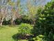 Beautiful backyard featuring lush greenery and mature trees at 2321 Tamarind Dr, Edgewater, FL 32141