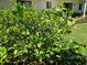 Yard featuring a lush plant in bloom at 2321 Tamarind Dr, Edgewater, FL 32141