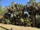 Beautiful backyard featuring tropical palm trees, manicured lawn, and lush landscaping at 468 Bouchelle Dr # 128, New Smyrna Beach, FL 32169