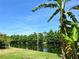 Backyard view of a beautiful pond surrounded by lush green trees on a sunny day at 519 Aeolian Dr, New Smyrna Beach, FL 32168