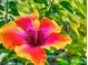 Vibrant close-up of a blooming hibiscus flower, showcasing its bright colors and intricate details at 1307 Wayne Ave, New Smyrna Beach, FL 32168