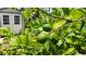 Citrus tree with limes, next to the backyard shed and lush greenery at 22 Sand Dune Dr, New Smyrna Beach, FL 32169