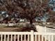 Landscaped front yard with white picket fence and large shade tree at 910 Lake Ave, Edgewater, FL 32132