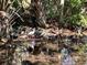 A wildlife image of an ibis wading in a serene pond surrounded by lush greenery at 524 Hockendale Cv, Sanford, FL 32771