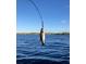 Fish hanging on a line above rippling waves at 531 Rhodes Dr, Deland, FL 32720