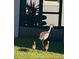 Image showing a Sandhill Crane with two chicks in the yard, highlighting the local wildlife at 840 Jasmine Creek Rd, Kissimmee, FL 34759