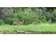 Three deer grazing near a lake in a wooded area at 840 Jasmine Creek Rd, Kissimmee, FL 34759