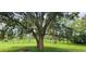 Beautiful backyard view features a large oak tree, a well-manicured lawn, and a wooded area in the background at 2620 Osceola Bluff Ln, Geneva, FL 32732