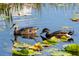 Two ducks swim among the lily pads in the bright blue lake at 1322 Susannah Blvd, Orlando, FL 32803