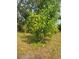 Lush backyard featuring a vibrant mango tree, adding natural beauty to the property at 16 N Lancelot Ave, Orlando, FL 32835