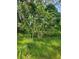 Beautiful tree with lush green foliage in the backyard, providing shade and privacy at 16 N Lancelot Ave, Orlando, FL 32835