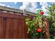 Vibrant red hibiscus flowers blooming next to a wooden fence at 19808 Seaview St, Orlando, FL 32833