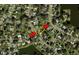 Home's location highlighted in neighborhood overview at 3290 Cross Fox Dr, Mulberry, FL 33860