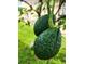 Two ripe avocados growing on a tree at 9918 Turtle Bay Ct, Orlando, FL 32832