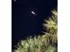 Night sky with palm trees and bright light at 110 Surf St, New Smyrna Beach, FL 32169