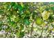 Close up of a fruit tree with vibrant green leaves and a single lime hanging under the leaves in the yard at 1269 Buccaneer Ave, Deltona, FL 32725