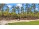 Backyard with tall pine trees, grass and some greenery at 12220 Sw 76Th Ln, Dunnellon, FL 34432