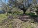 A partially overgrown lot with various trees, undergrowth, and bright sunlight streaming through the tree branches at 6301 State Road 60 E, Bartow, FL 33830