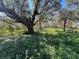 Wooded area with overgrown vegetation at 6301 State Road 60 E, Bartow, FL 33830