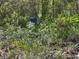 Blue property marker surrounded by dense foliage on a wooded homesite at 6301 State Road 60 E, Bartow, FL 33830