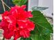 Macro photo of red hibiscus with green leaves at 6353 River Rd, New Smyrna Beach, FL 32169