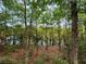 View of the wooded backyard showing a swampy area and plenty of trees at 513 San Sebastian Ct, Davenport, FL 33837
