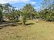 Large grassy backyard with mature trees, providing ample space for recreation at 514 S 7Th St, Lake Wales, FL 33853