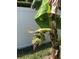 Healthy, producing banana tree in the yard of this well landscaped home at 5138 Andrea Blvd, Orlando, FL 32807