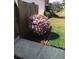 Landscaped yard features blooming azalea bush, enhancing this home's curb appeal at 5138 Andrea Blvd, Orlando, FL 32807