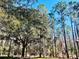 Mature oak and pine trees in a natural setting at 10097 Leland Dr, Orlando, FL 32827