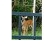 Two deer in the backyard, seen through a fence at 10097 Leland Dr, Orlando, FL 32827