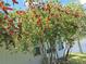 Trees with red flowers add color to the backyard landscape, with glimpses of a lake at 164 Pergola Pl, Ormond Beach, FL 32174