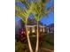 Two-story house exterior with palm trees at night at 11113 Scenic Vista Dr, Clermont, FL 34711