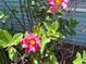 Close up view of the home's exterior showcasing the pink flowers at 2122 King Richards Ct, Orange City, FL 32763