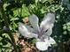 Close-up of a delicate white flower with purple accents in a garden setting at 2122 King Richards Ct, Orange City, FL 32763