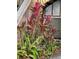 Vibrant red plants and ferns near building exterior at 293 Scottsdale Sq # 293, Winter Park, FL 32792
