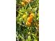 Branch laden with fresh, ripe oranges at 547 Queens Mirror Cir, Casselberry, FL 32707