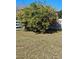 Lush orange tree laden with ripe fruit at 547 Queens Mirror Cir, Casselberry, FL 32707