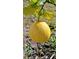 Single, ripe pomelo hanging from a branch at 547 Queens Mirror Cir, Casselberry, FL 32707