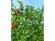 Many Acerola cherries growing on a tree at 2647 Zuni Rd, St Cloud, FL 34771