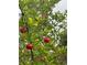 Acerola cherries growing on a tree at 2647 Zuni Rd, St Cloud, FL 34771