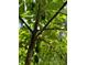 Abundant avocados growing on a healthy tree at 2647 Zuni Rd, St Cloud, FL 34771