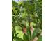 Cherimoya fruit growing on a tree at 2647 Zuni Rd, St Cloud, FL 34771