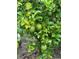 Limes growing on a tree in the backyard at 2647 Zuni Rd, St Cloud, FL 34771