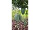 Three green mangoes growing on a tree at 2647 Zuni Rd, St Cloud, FL 34771